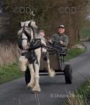 Rocco, 14.3hh Ride & Drive Stallion