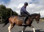14.2hh Ride & Drive Mare