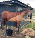 Rosco, 16.2hh Thoroughbred Riding Gelding 