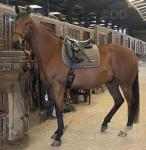 Rosco, 16.2hh Thoroughbred Riding Gelding 