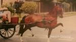 Brookfield Heartbreaker, 12.2hh Hackney Driving Gelding 