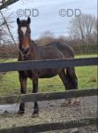 Welsh Section D Filly in Foal 