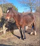 Welsh Section D Filly in Foal 