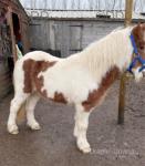 The Ginger Boy, Colt