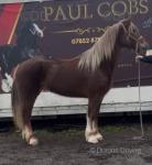 15hh Welsh Section D Mare