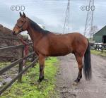 Masquerave Avenue, 15.2hh Standardbred Ride and Drive Gelding 