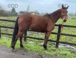 Masquerave Avenue, 15.2hh Standardbred Ride and Drive Gelding 