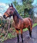 Breeze, 16.1hh Thoroughbred Mare