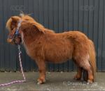 Shetland Ride and Drive Gelding 