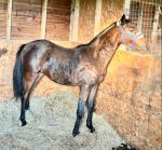 Valentine Osprey, Gelding