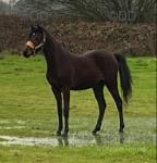 Valentine Lark, Colt