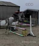 Irish, 15.1hh Riding Mare