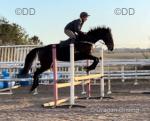 Frank, 16.1hh Thoroughbred Gelding