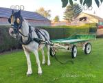 14.3hh Driving Mare
