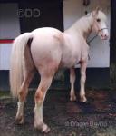 Dulais Charlie Boy, 3 Year Old Welsh Section D Gelding