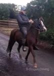 Liver chestnut 13hh pony mare, 5 years old. Rides under saddle, drives, stops, stands, twist, turns. Liver chestnut 13hh pony mare, 5 years old. Rides under saddle, drives, stops, stands, twist, turns.