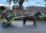 13hh Ride and Drive Mare