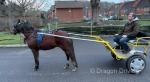 13hh Ride and Drive Mare