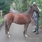 13hh Ride and Drive Mare