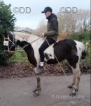 15.2hh Driving Gelding 