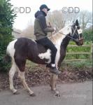 15.2hh Driving Gelding 