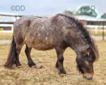 Miniature horse gelding for sale, Spellbound Chunky Monkey, DOB: 17/07/2015 gelding, 6.5hh.
Miniature horse gelding for sale, Spellbound Chunky Monkey, DOB: 17/07/2015 gelding, 6.5hh.
