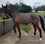 Coalford Letitride, 16hh Standardbred Driving Gelding 