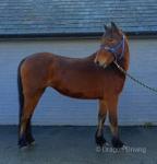 Prinny, 13.1hh Mare