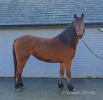 Prinny, 13.1hh Mare