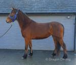Prinny, 13.1hh Mare