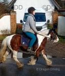 Ruby, 12.1hh Ride and Drive Mare