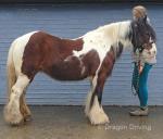 Ruby, 12.1hh Ride and Drive Mare