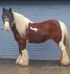 Ruby, 12.1hh Ride and Drive Mare