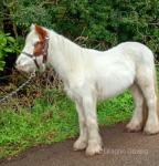 Tilly, Ride and Drive Filly