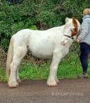 Tilly, Ride and Drive Filly
