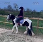 Albert, 12hh Gelding 
