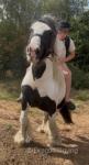 12.2hh Riding Gelding 