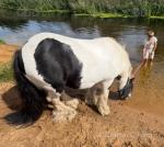 12.2hh Riding Gelding 