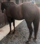 Coffee, 16hh Ride and Drive Mare