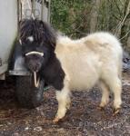 Westergarth Maxie, Shetland Colt Foal