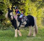 Paisley, 13.3hh Riding Mare