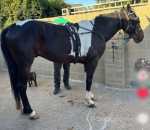 16hh Ride & Drive Gelding with Cart & Harness