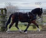 14.3hh Welsh Section D Ride & Drive Mare