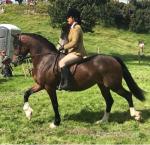 14.3hh Welsh Section D Ride & Drive Mare