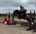 14.3hh Welsh Section D Ride & Drive Mare