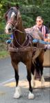14.3hh Welsh Section D Ride & Drive Mare