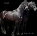 16hh Friesian Driving Stallions