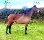 Millie, 16.1hh ISH Riding Mare