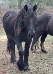 Fell Gelding