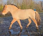 14hh Fjord Gelding